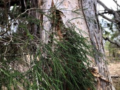 Melaleuca irbyana