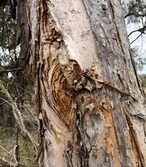 Melaleuca irbyana