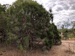 Melaleuca irbyana