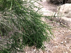 Melaleuca irbyana