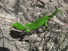 Naultinus stellatus