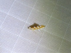 Phyllonorycter argentinotella