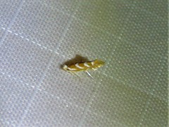 Phyllonorycter argentinotella