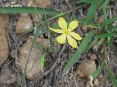 Sisyrinchium pringlei