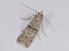 Zamagiria australella