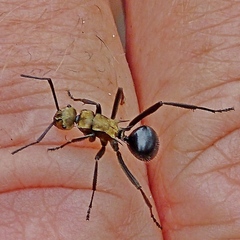 Polyrhachis semiaurata