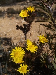 Oedera imbricata
