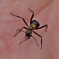 Polyrhachis semiaurata