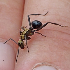 Polyrhachis semiaurata