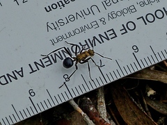 Polyrhachis semiaurata