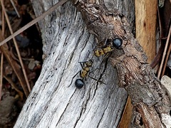 Polyrhachis semiaurata