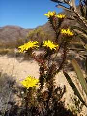 Oedera imbricata