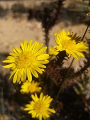Oedera imbricata