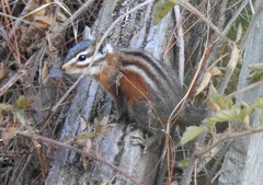 Neotamias ochrogenys