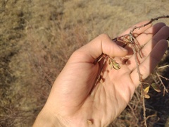 Spiraea hypericifolia