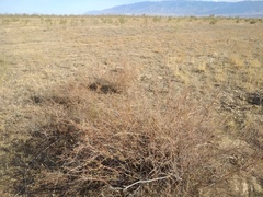 Spiraea hypericifolia