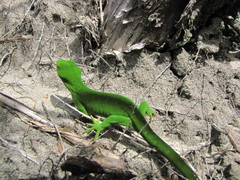 Naultinus stellatus