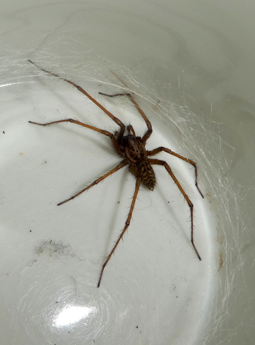 Giant House Spider, 3925 Scherpenzeel, Nederland, photo 9 of 10