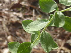 Sericocarpus tortifolius
