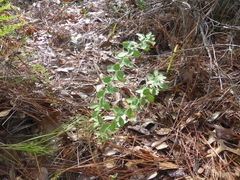 Sericocarpus tortifolius
