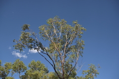 Eucalyptus populnea