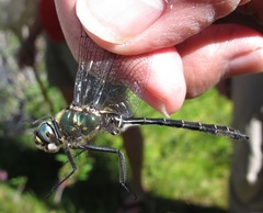 Somatochlora albicincta