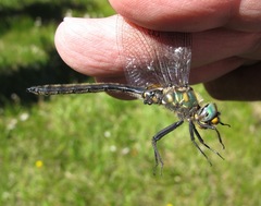 Somatochlora semicircularis