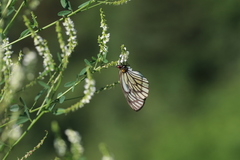 Aporia largeteaui