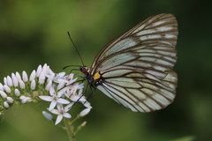 Aporia largeteaui