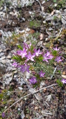 Calytrix glutinosa