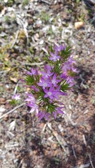 Calytrix glutinosa