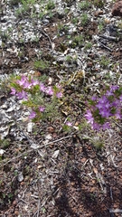 Calytrix glutinosa