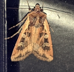 Euxoa ochrogaster