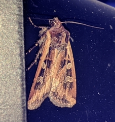 Euxoa ochrogaster