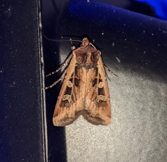 Euxoa ochrogaster
