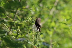Byasa