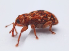 Storeus albosignatus