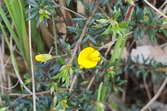 Pultenaea pedunculata