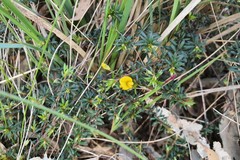 Pultenaea pedunculata