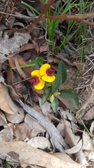 Bossiaea ornata