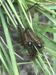 Hemileuca rubridorsa