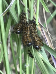 Hemileuca rubridorsa