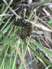 Hemileuca rubridorsa