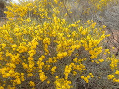 Acacia rigens