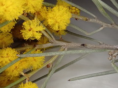 Acacia rigens