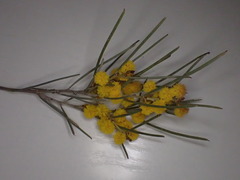 Acacia rigens