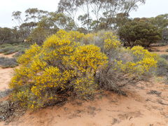 Acacia rigens