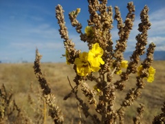 Verbascum songaricum