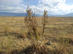 Verbascum songaricum
