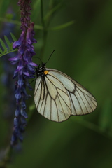 Aporia genestieri